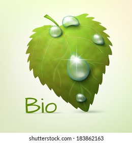 vector illustration. EPS10. transparent water drops on a green leaf