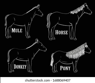 Vector illustration equine set containing a horse, a mule, a donkey and a pony in black and white chalk style