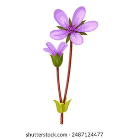 Vector illustration of Erodium cicutarium, also known as stork's-bill, redstem filaree, redstem stork's bill or pinweed, isolated on white background.