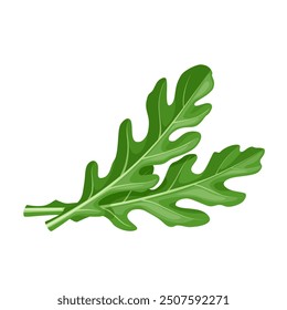 Vector illustration of Eruca vesicaria, better known as rocket leaf or arugula, isolated on white background.