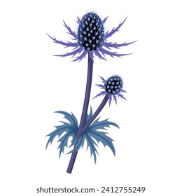 Vector illustration, Eryngium planum, blue eryngo or flat sea holly, isolated on white background.