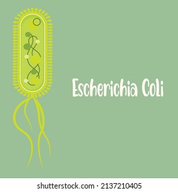 Vector Illustration of Escherichia Coli Bacteria e.coli