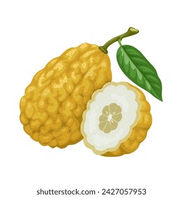Vector illustration, Etrog, yellow citron, or Citrus medica, isolated on white background.