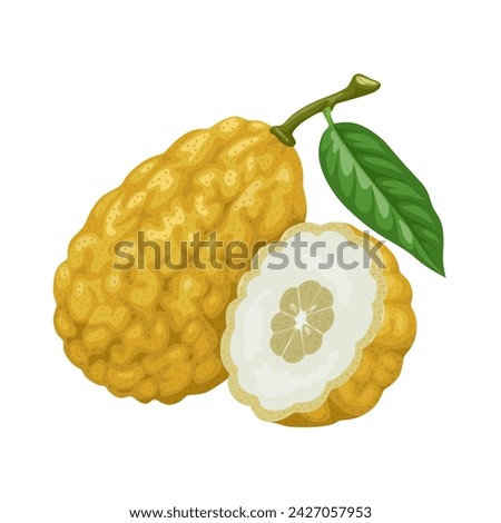Vector illustration, Etrog, yellow citron, or Citrus medica, isolated on white background.