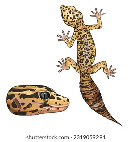 Vector illustration of an eublefar. Leopard gecko wild type