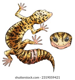 Vector illustration of an eublefar. Leopard gecko wild type