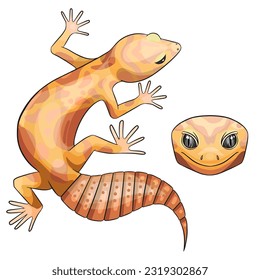 Vector illustration of an eublepharis. Leopard gecko tremper albino 