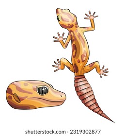 Vector illustration of an eublepharis. Leopard gecko tremper albino 