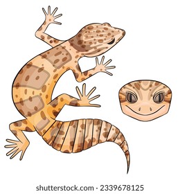 Vector illustration of an eublepharis Leopard gecko Bell Albino