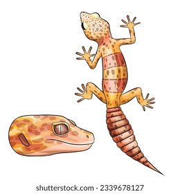 Vector illustration of an eublepharis Leopard gecko Bell Albino