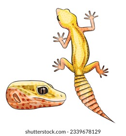 Vector illustration of an eublepharis Leopard gecko Rainwater Albino