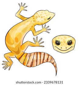 Vector illustration of an eublepharis Leopard gecko Rainwater Albino