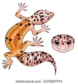 Vector illustration of an eublepharis leopard gecko White and yellow