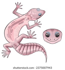 Vector illustration of an eublepharis leopard gecko  Blizzard