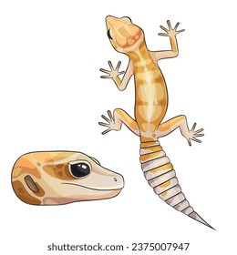 Vector illustration of an eublepharis leopard gecko White and yellow