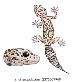 Vektorgrafik eines eublepharis-Leoparisleopard-Gecko-Mackschnee