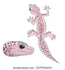 Vector illustration of an eublepharis Leopard gecko eclipse