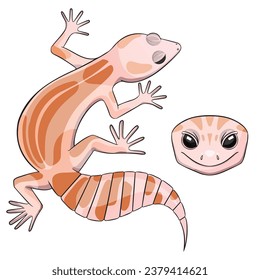 Vector illustration of an eublepharis Leopard gecko eclipse