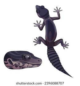 Vector illustration of an eublepharis Leopard gecko black night