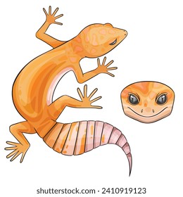 Vector illustration of an eublepharis Leopard gecko tangerine