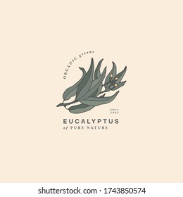Vector illustration eucalyptus blue gum branch - vintage engraved style. Logo composition in retro botanical style