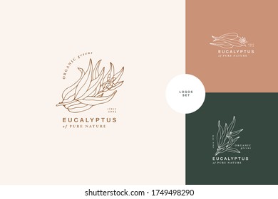 Vector illustration eucalyptus blue gum branch - vintage engraved style. Logo composition in retro botanical style