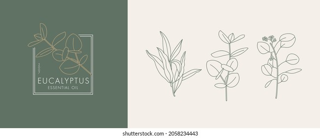 Vector illustration eucalyptus blue gum branch - vintage engraved style. Logo composition in modern botanical style.