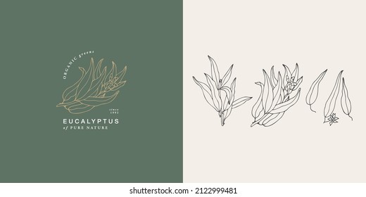 Vector illustration eucalyptus blue gum branch - vintage engraved style. Logo composition in modern botanical style