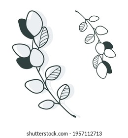 Vector illustration of an Eucalyptus Branch