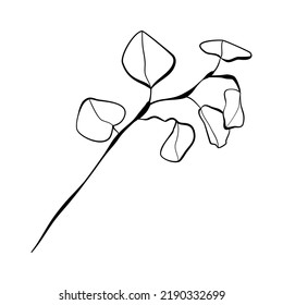 Vector illustration with eucalyptus branch and leaves in doodle technique isolated on white background 