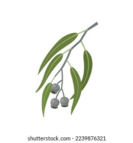 Vector illustration, Eucalyptus caesia, also called gumnuts, Gungurru or Silver Princess, isolated on white background.