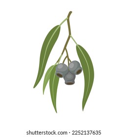 Vector illustration, Eucalyptus caesia, also called gumnuts, Gungurru or Silver Princess, isolated on white background.