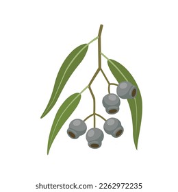 Vector illustration, Eucalyptus caesia, also called gumnuts, Gungurru or Silver Princess, isolated on white background.