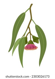 Vector illustration, Eucalyptus caesia, also called gumnuts, Gungurru or Silver Princess, isolated on white background.