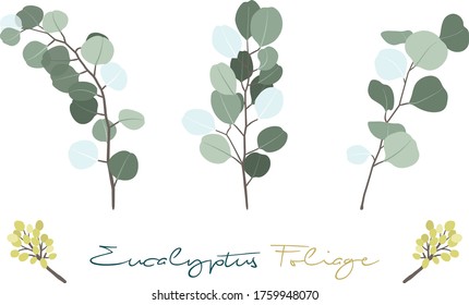 Vector Illustration of Eucalyptus Foliage Branch Sets