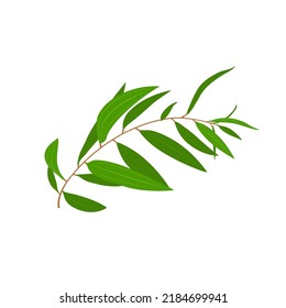 vector illustration, eucalyptus leaf or Melaleuca cajuputi, isolated on white background.