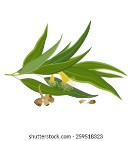 Vector illustration of eucalyptus leaves, flowers and seeds.