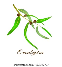 Vector illustration of eucalyptus leaves and seeds.