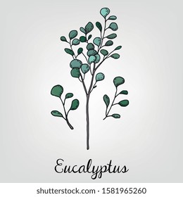 Vector Illustration of Eucalyptus Sketch Style