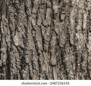 Vector illustration of Eucommia bark background. Natural surface texture GUTTA-PERCHA TREE
