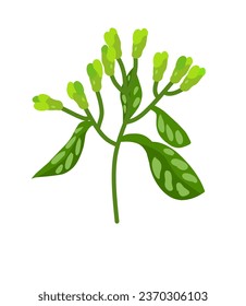 vector illustration of Eugenia aromaticum plant