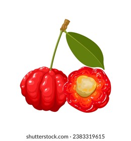 Vector illustration, Eugenia uniflora, also called pitanga, Surinamese cherry, or Brazilian cherry, isolated on white background.