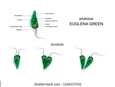 vector illustration of a Euglena green. protozoa