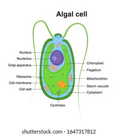 Vector illustration of Eukaryotic Algal Cell. Educational infographic. Anatomy