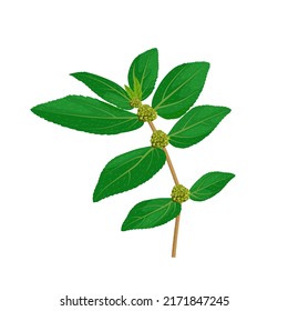 Vector illustration, Euphorbia hirta or asthmatic weed, snake weed, milk weed, isolated on white background.