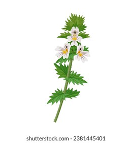 Vector illustration, Euphrasia, or eyebright, scientific name Euphrasia officinalis, isolated on white background.