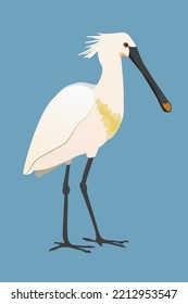 
A vector illustration of a Eurasian spoonbill or common spoonbill. The bird is standing and you see the bird from his side. He is looking to the right. Cut out on a blue background.
