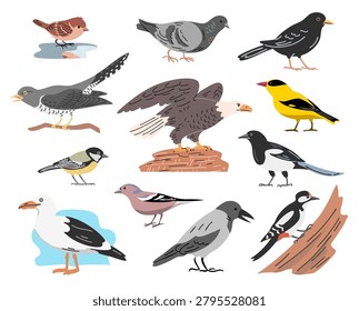 Vector illustration of European bird collection featuring sparrow, pigeon, crow, woodpecker, seagull, cuckoo, magpie and other wild birds. Colorful ornithology set isolated on white background in flat cartoon style