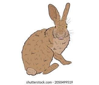 Vector illustration of a European hare in isolate on a white background. Vector illustration.