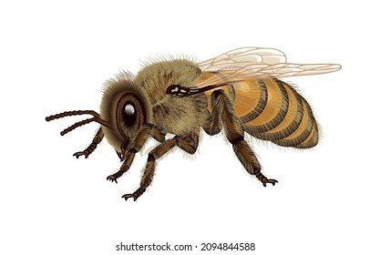 Vector illustration of European honey bee or species of apis mellifera have hairs on their hind legs to collect pollen,big size,commercial pollinator,isolated on white background,Life of Common Bee.